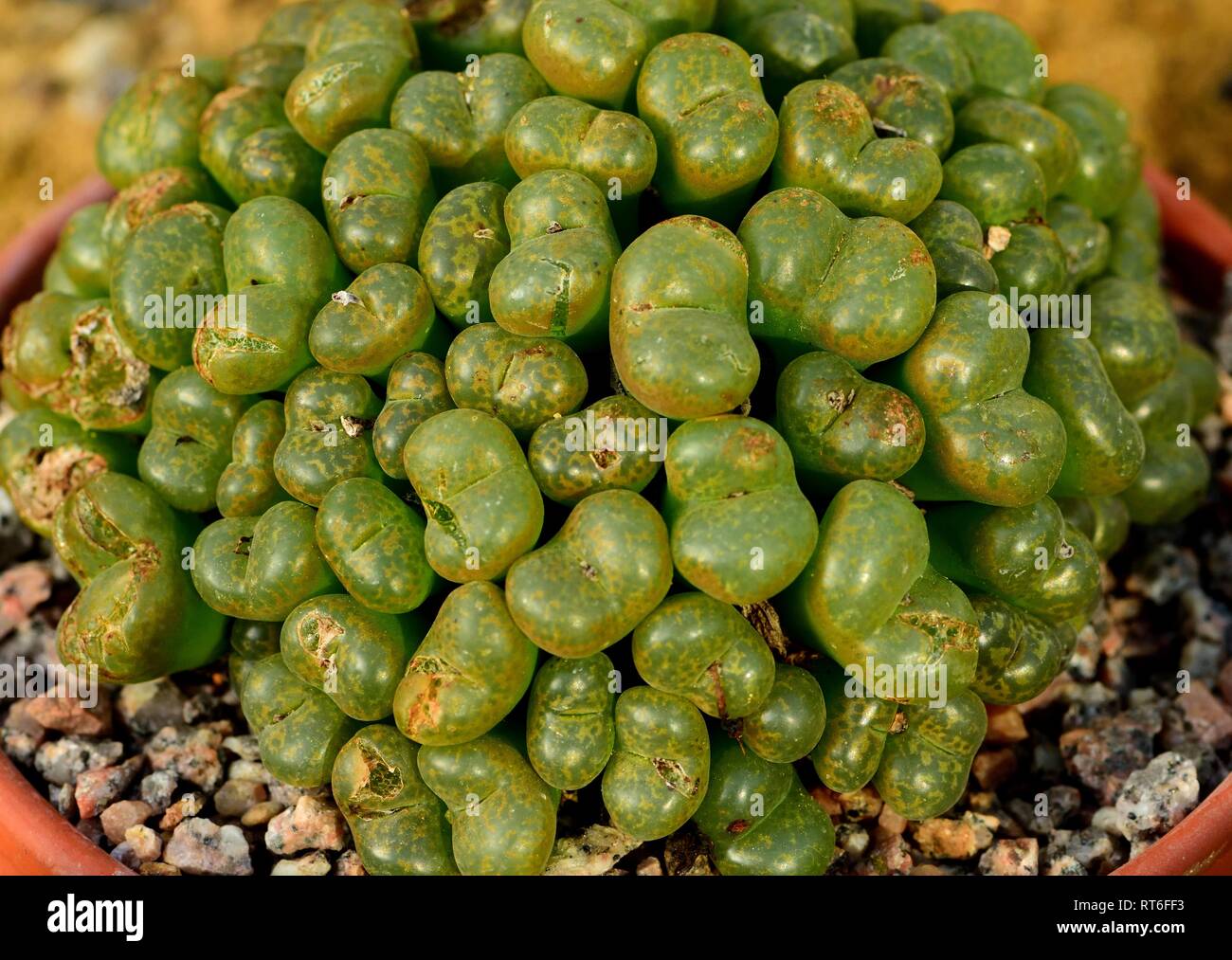 Conophytum lithopsoides Stock Photo
