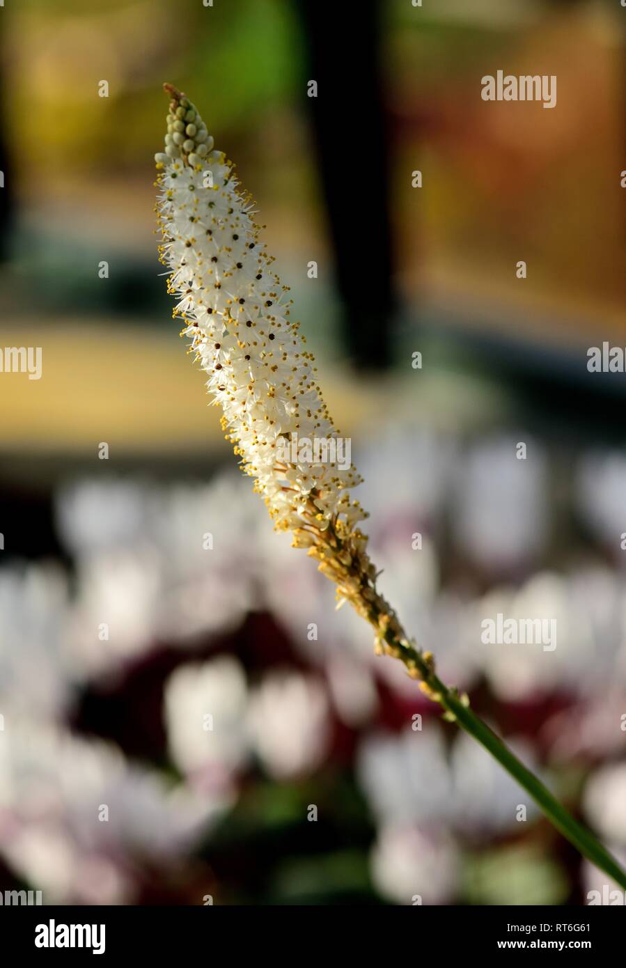 A flower spike of Bulbinella Cauda-Felis Stock Photo