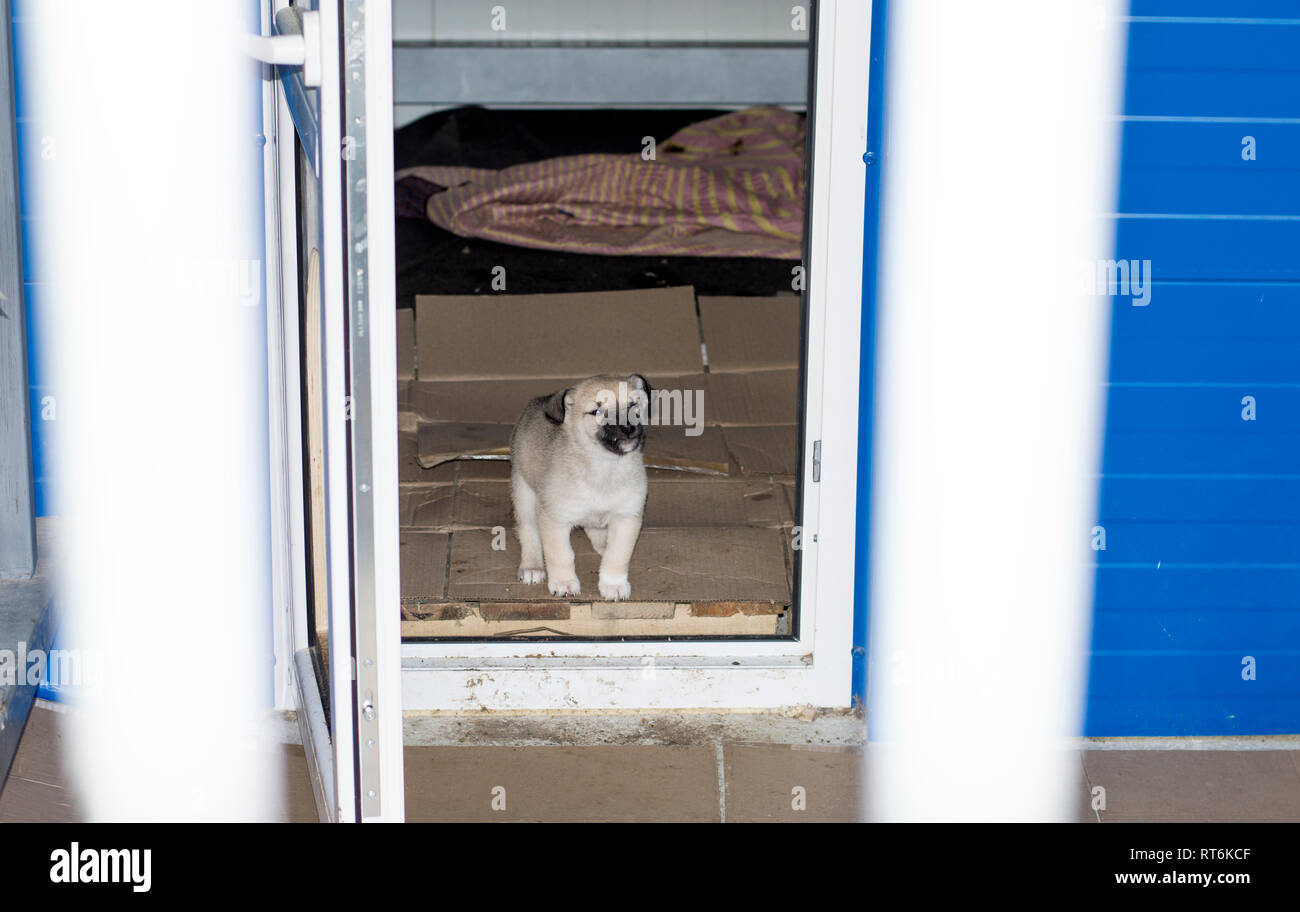 beautiful puppy peeking out of the house in the shelter, animal shelter, dog rescue, volunteer work Stock Photo