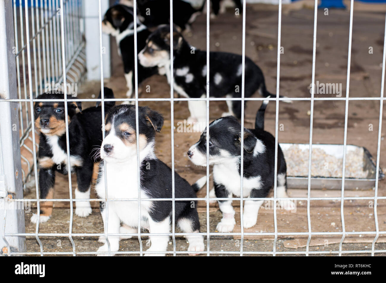 playful black and white puppies in the shelter house, animal shelter, dog rescue, volunteer work Stock Photo