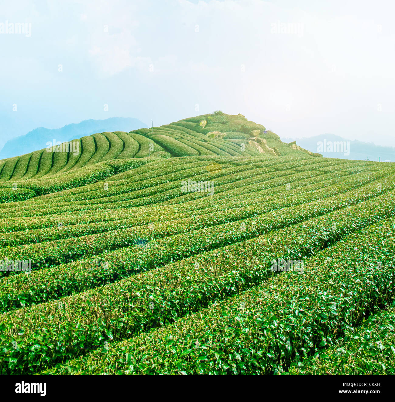 Beautiful tea garden rows scene isolated with blue sky and cloud, design  concept for the tea product background, copy space, aerial view Stock Photo  - Alamy