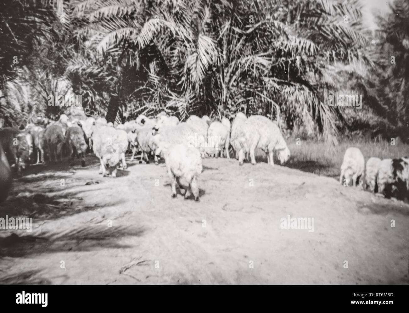 HIstorical photograph of sheep gathering near water near a well with precious water and many palm trees, at Al-Hofuf (Hofuf), Al-Ahsa, Saudi Arabia (1968). Stock Photo