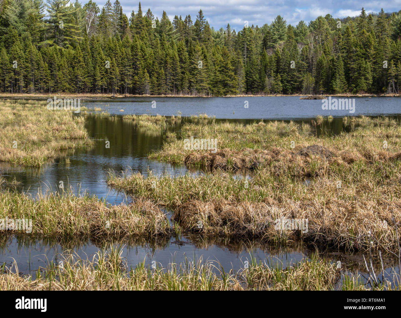 Spring Marsh After the thaw hi-res stock photography and images - Alamy