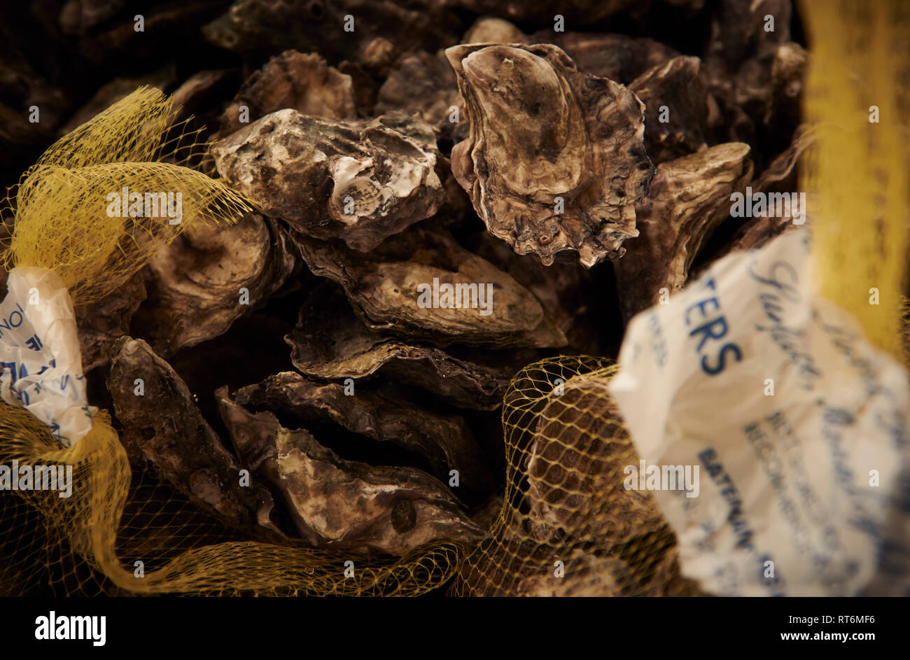 A bunch of fresh un-shucked oysters from the market in a plastic yellow mesh produce bag. Stock Photo