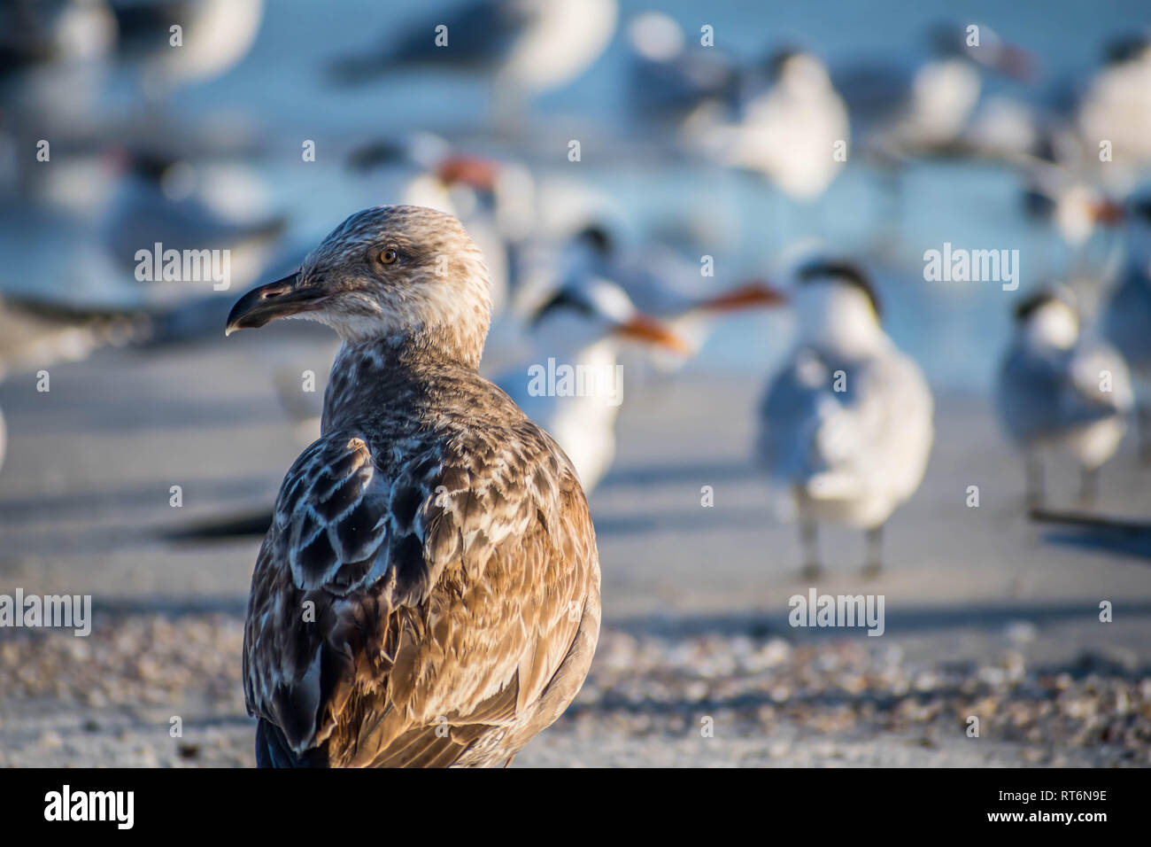 A brown Sandpipers in Anna Maria Island, Florida Stock Photo