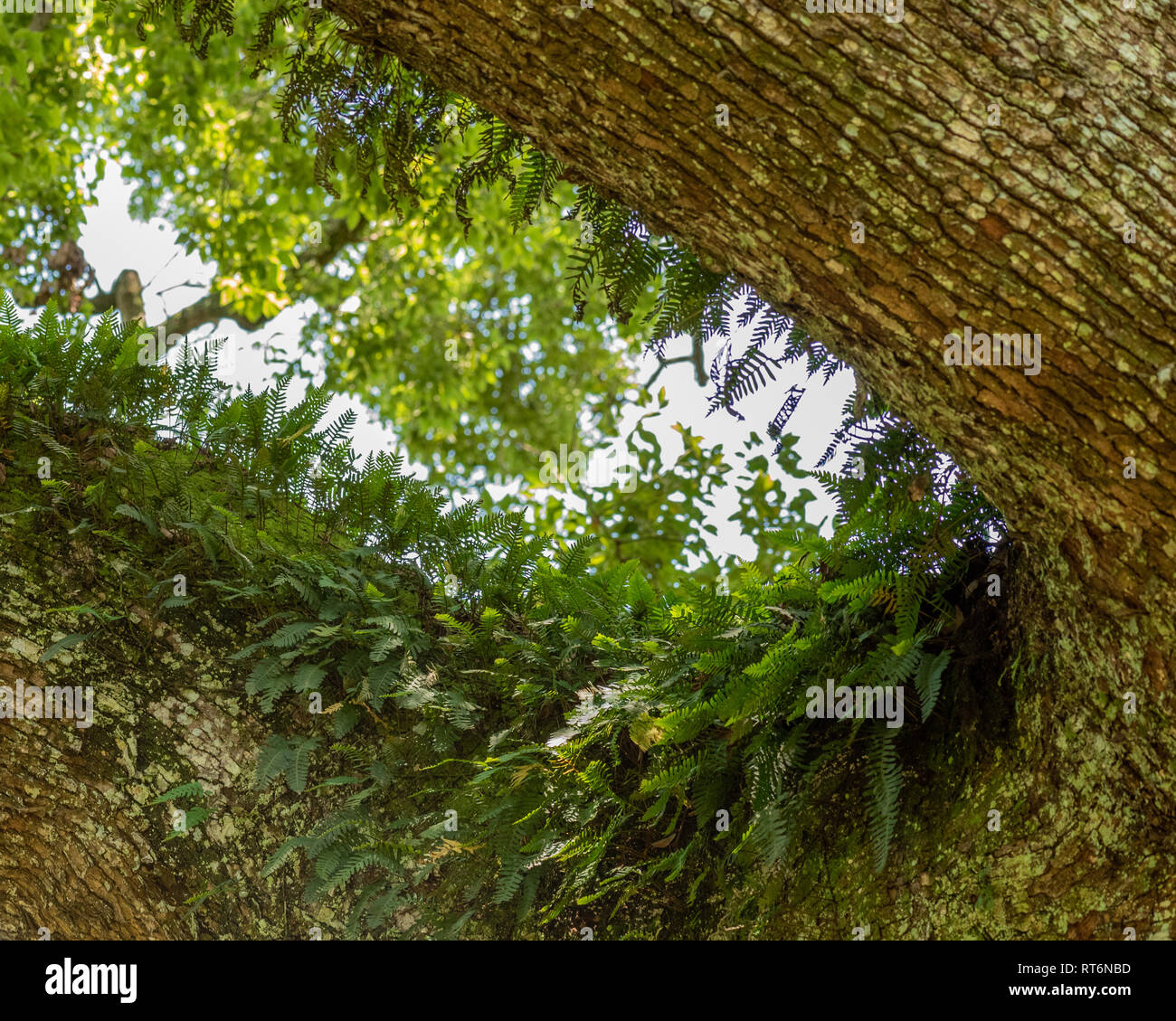 Ferns growing on the branch of a huge tree in the Natal Midlands, South