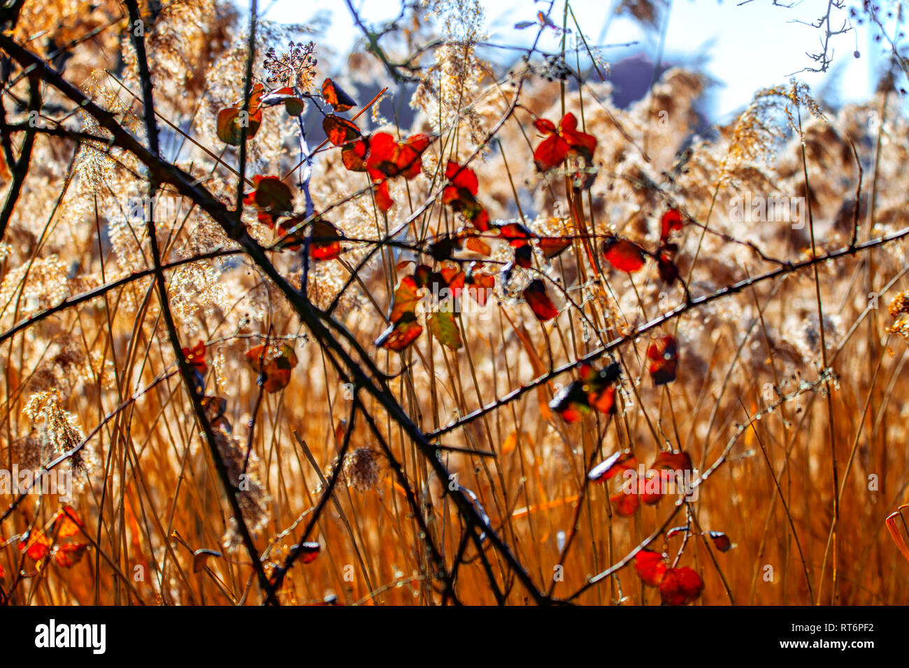 Reed Bed Background Poster Stock Photo