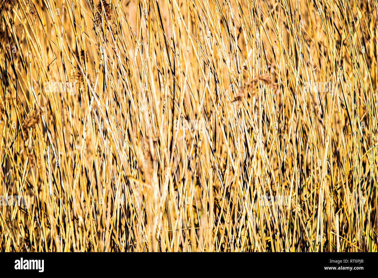 Reed Bed Background Poster Stock Photo