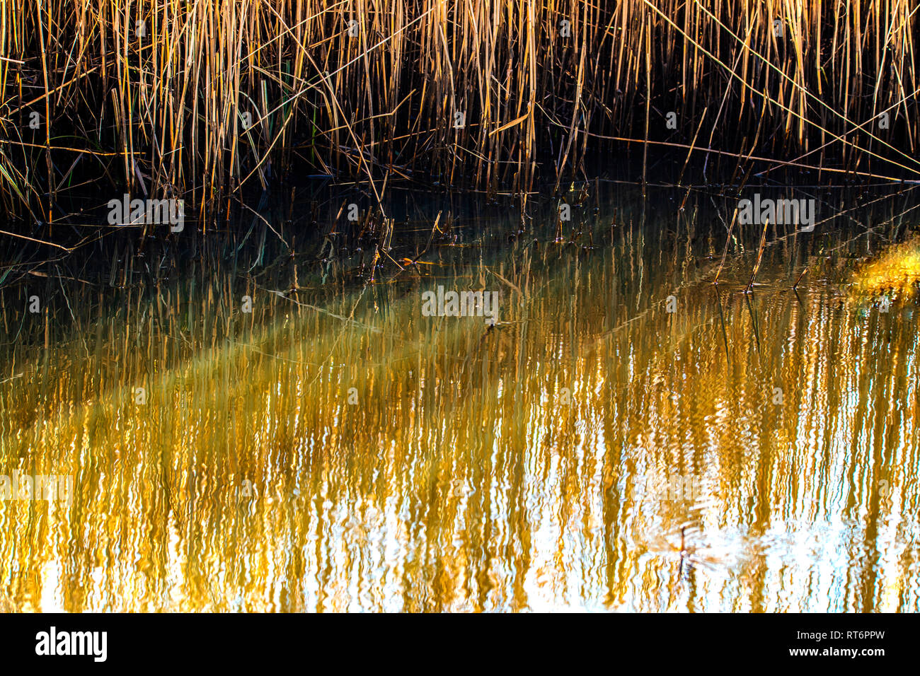 Reed Bed Background Poster Stock Photo