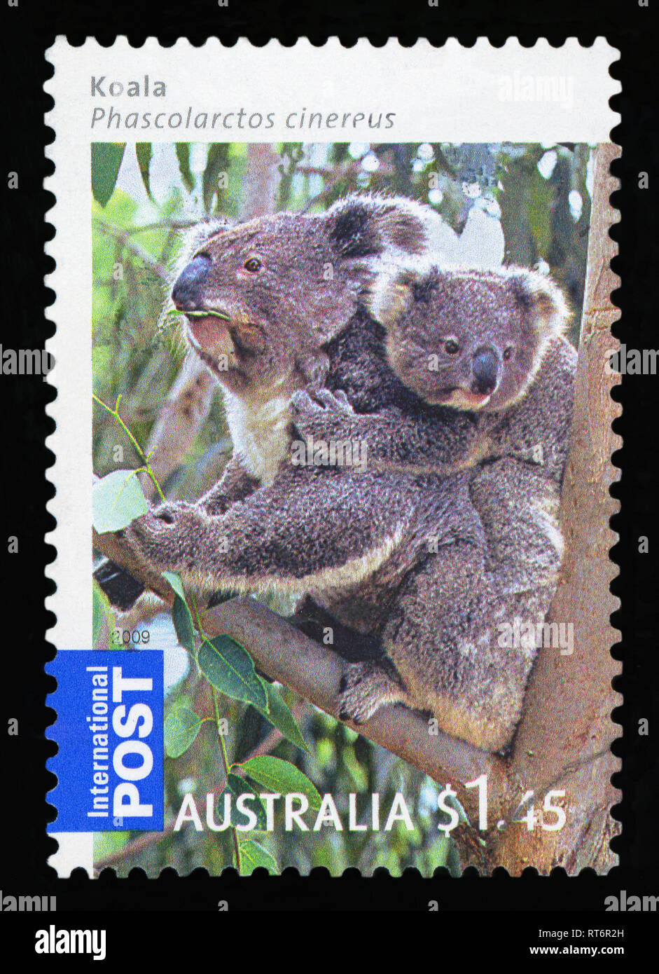 AUSTRALIA - CIRCA 2009: An Australian Used Postage Stamp showing Koala Bear, circa 2009. Stock Photo