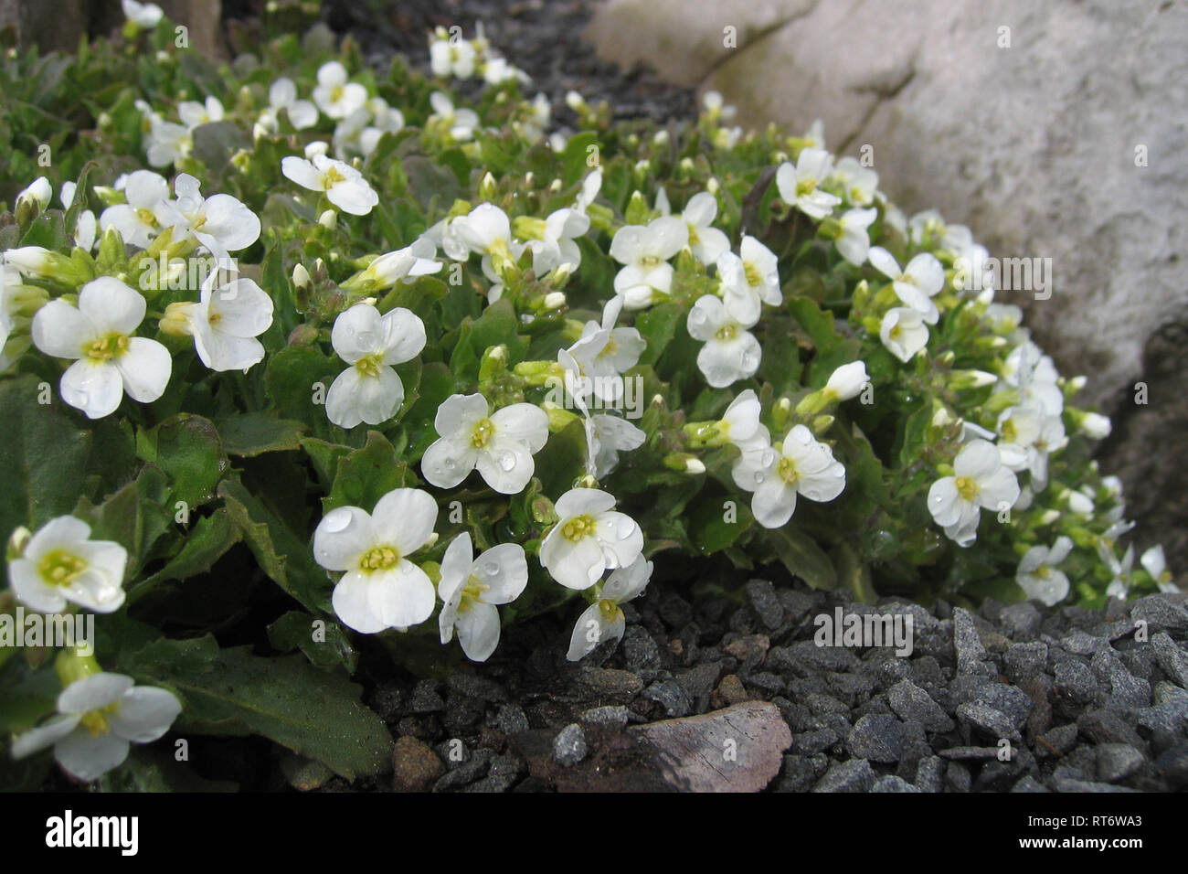 Arabis alpina ssp. caucasia 'Schneehaube' Stock Photo