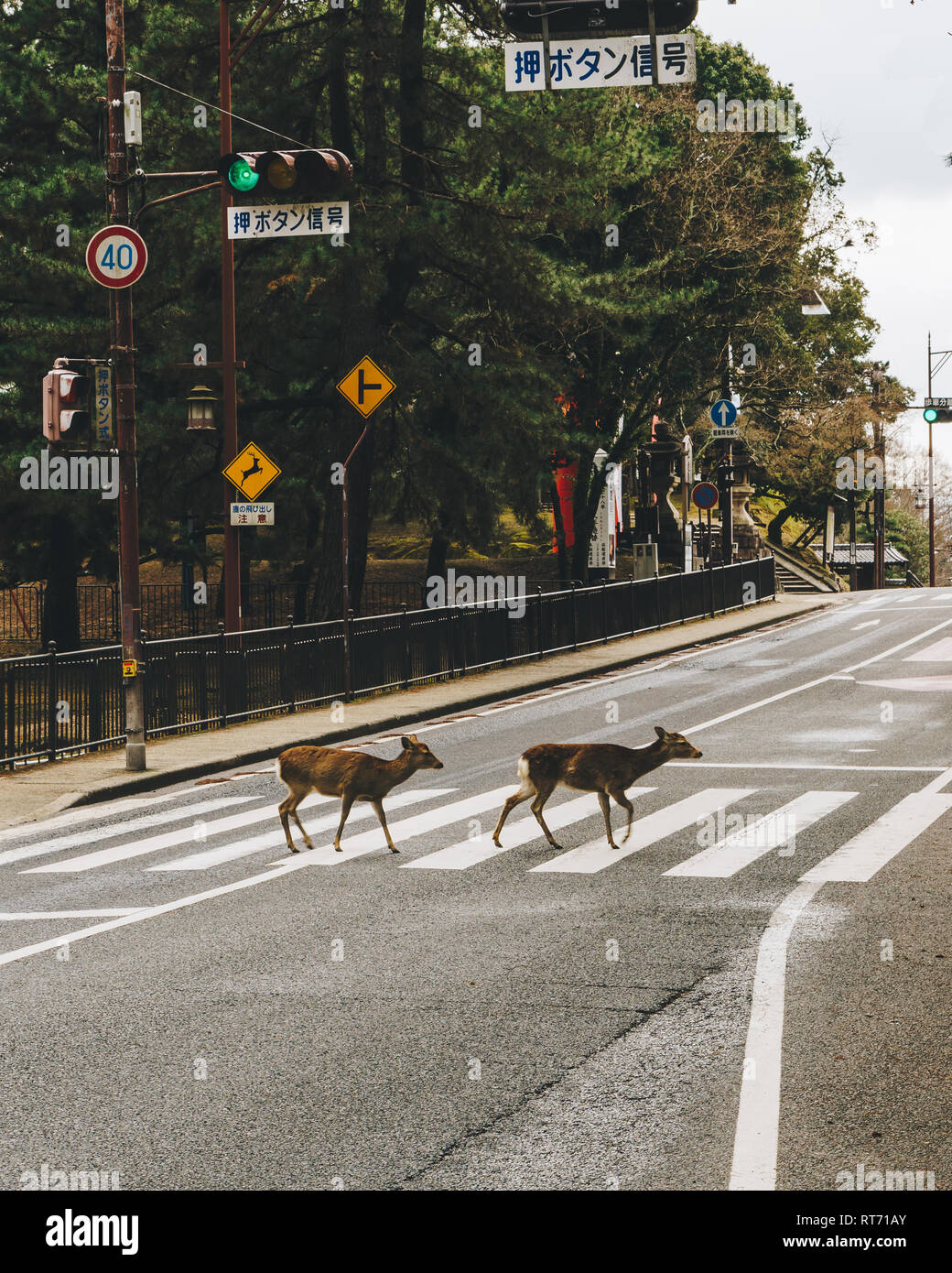 2 deer crossing the road at a road crossing in Nara, Japan. The signs read Warning- Deer and Traffic Lights. Stock Photo