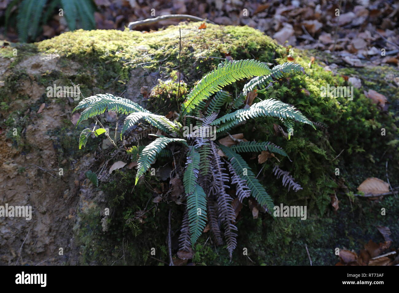 Common fern grass hi-res stock photography and images - Alamy