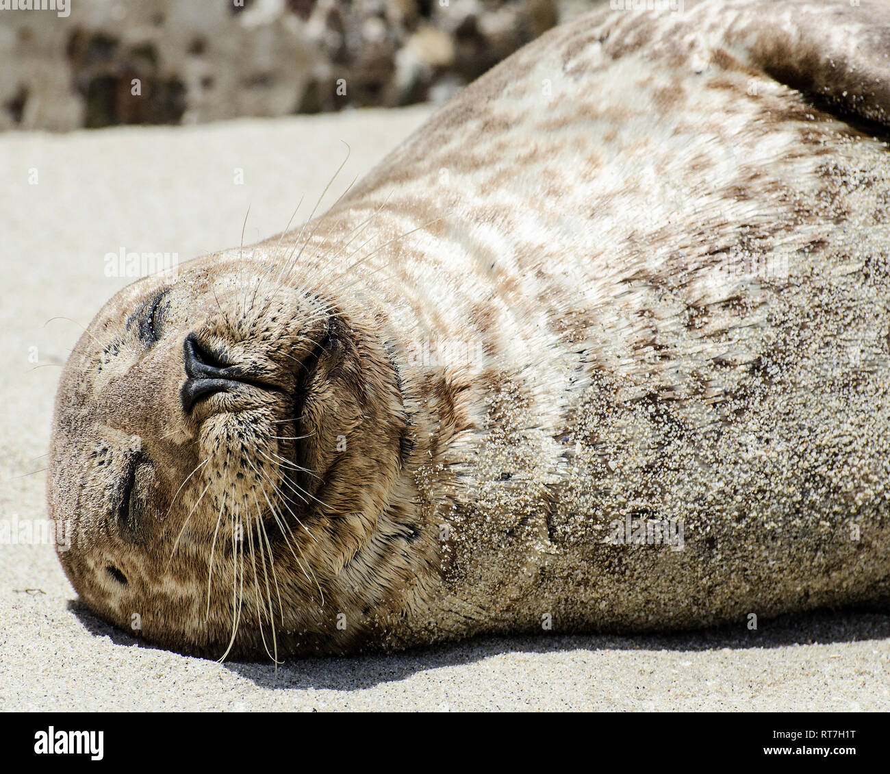 Harbor Seal (Phoca vitulina) lies on the beach, La Jolla, CA, USA. Stock Photo