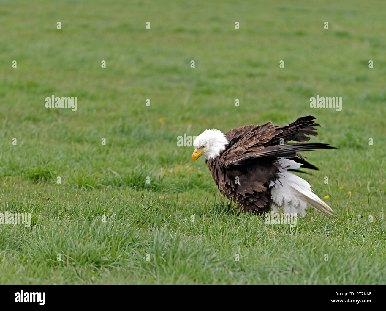 North american eagle hires stock photography and images Alamy