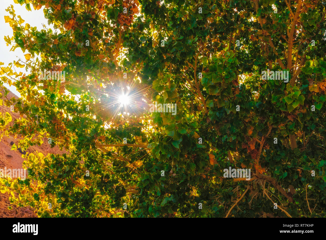 Sunlight shining through green trees. Background Stock Photo - Alamy