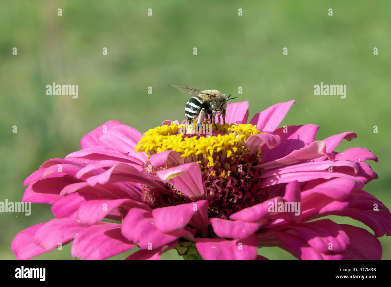 Asian honey bee (Apsis cerana indica query), feeding on a flower, Altyn Emel National Park, Kazakhstan Stock Photo