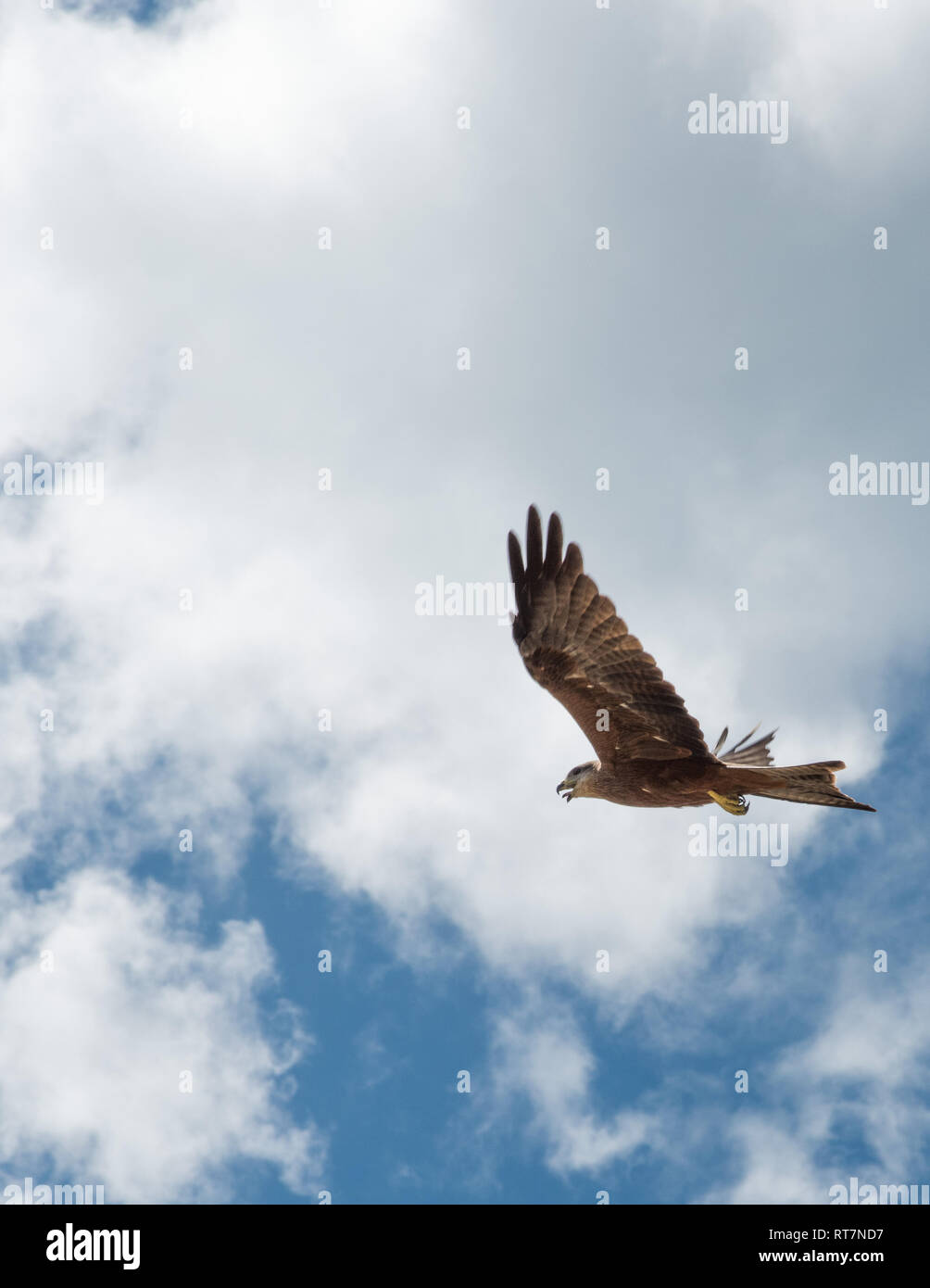 Black kite soaring in the sky with beak open on a cloudy day in Middle Point, Northern Territory, Australia Stock Photo