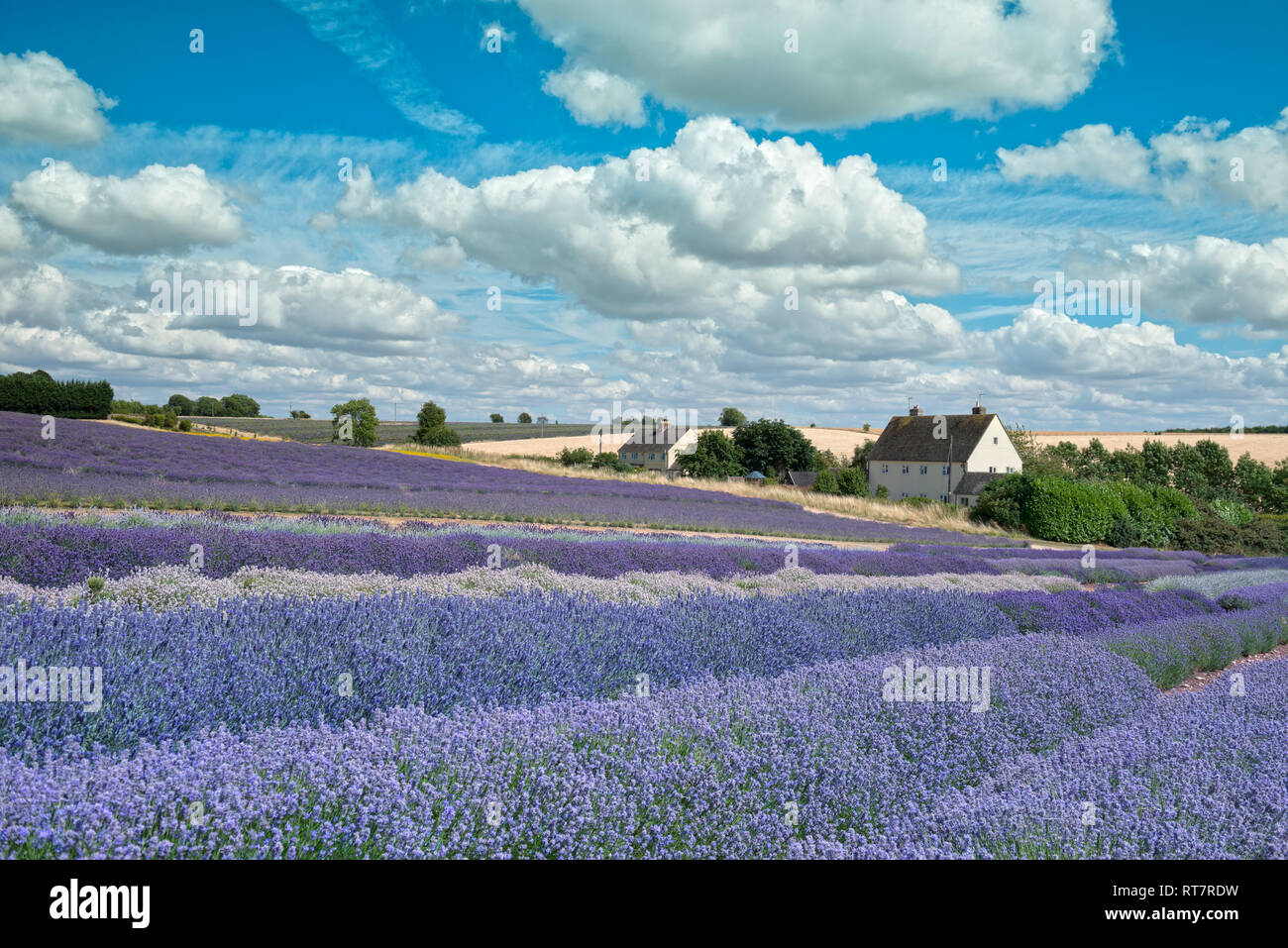 Lavender field in Cotswolds Stock Photo