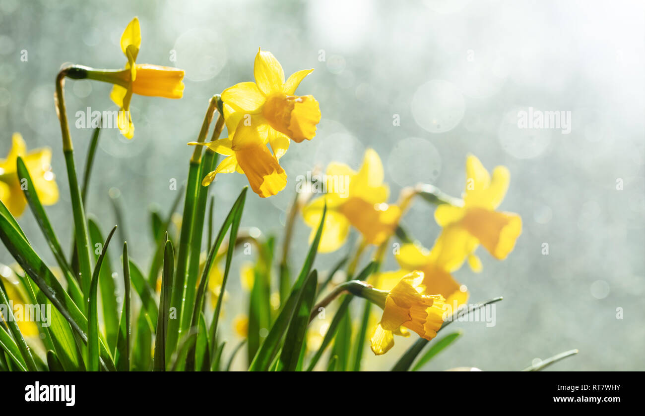Spring flowers, yellow daffodils bouquet on blur background Stock Photo