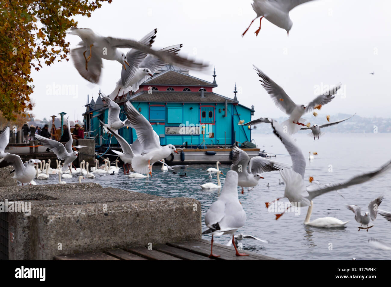 Switzerland, Zurich. The Herzbaracke cabarettheatre on a watercraft on