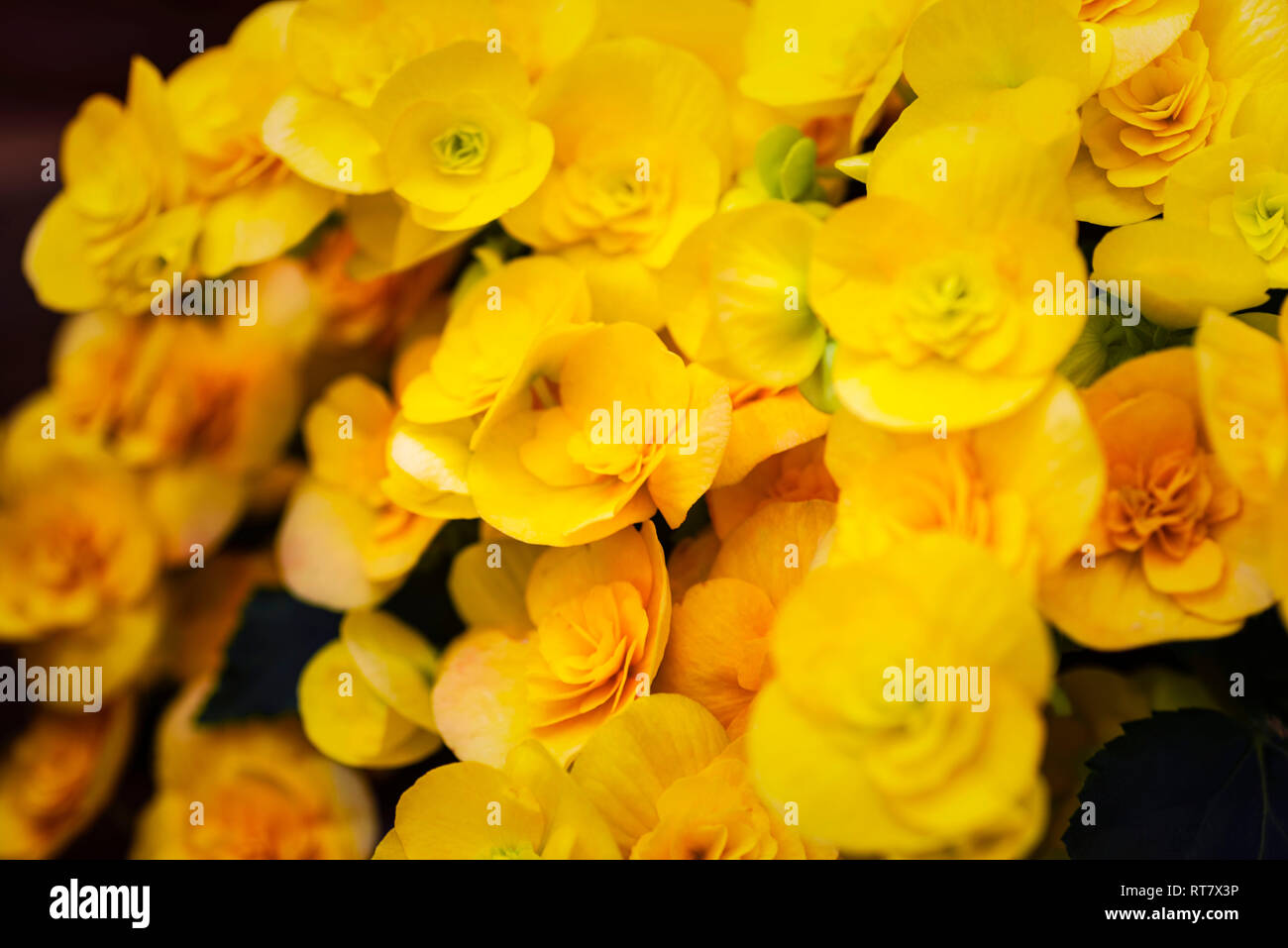 Yellow flowers begonias. Begonia blooming in the garden.Beautiful