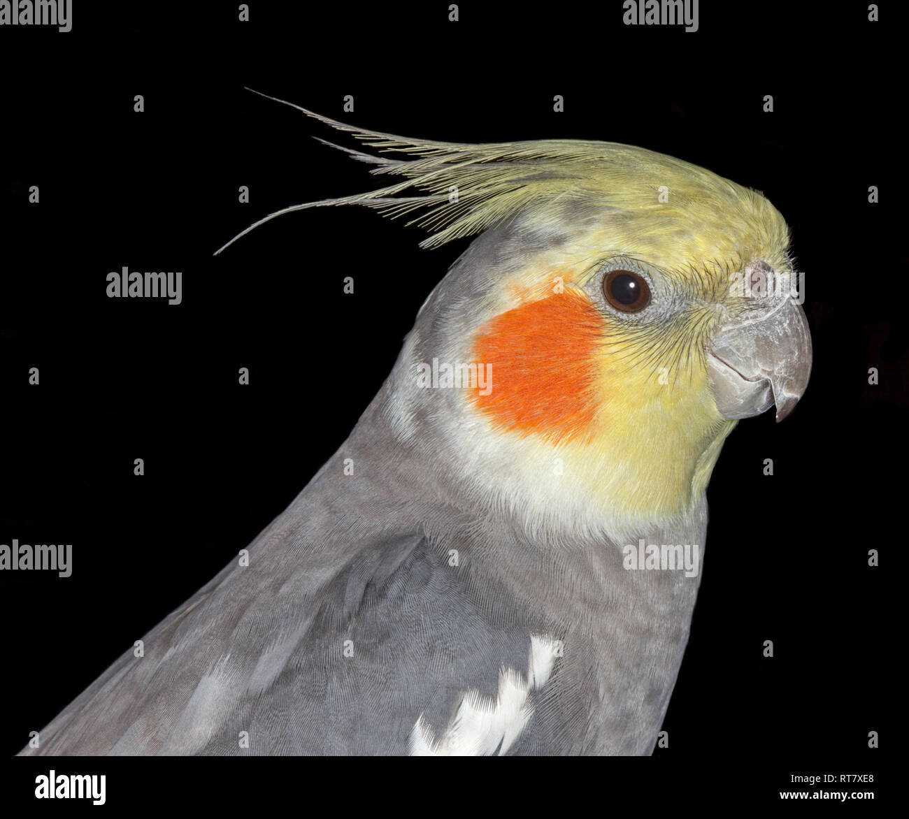 australian cockatiel bird