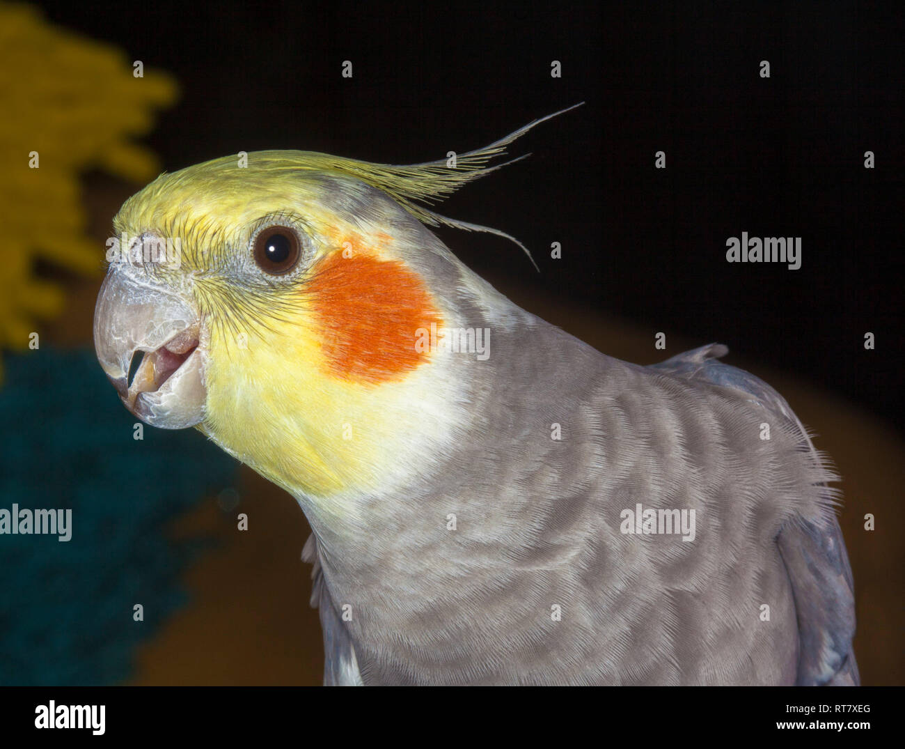 Cockatiel yellow cheek 2025