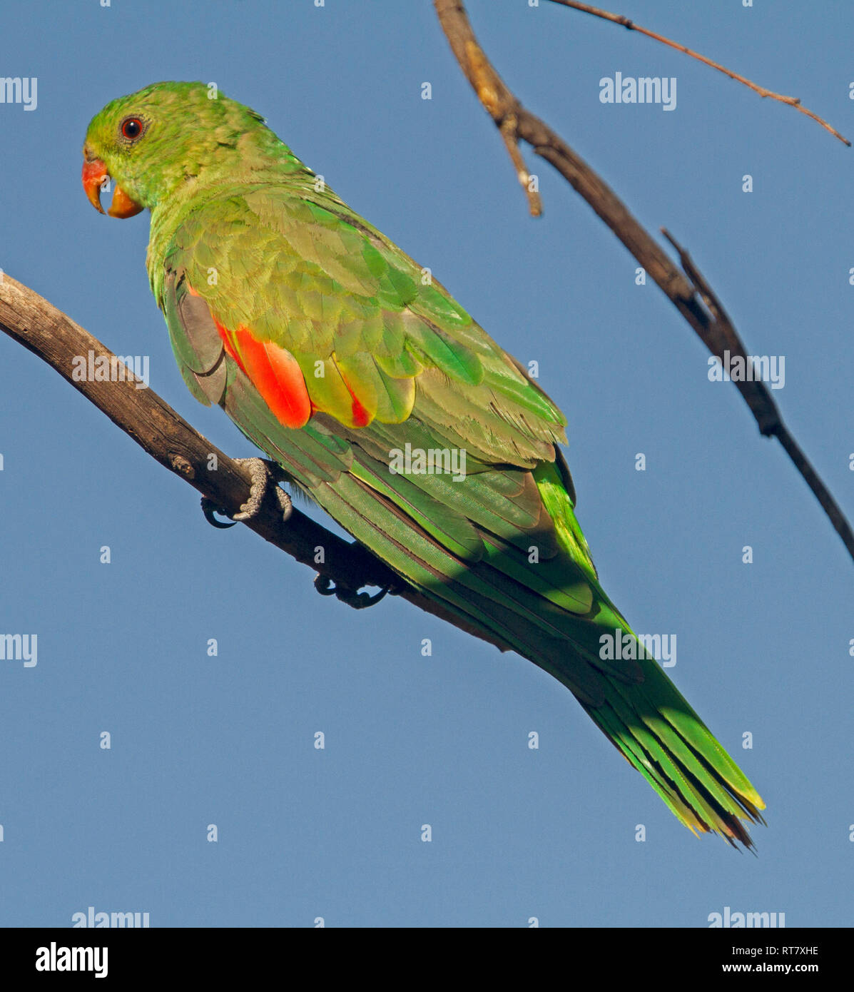 Juvenile Australian red-winged parrot, Aprosmictus erythropterus, in the wild, perched on branch of tree with bill open against blue sky Stock Photo