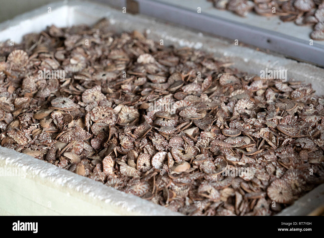 Betel cutted seed qat preparation Stock Photo
