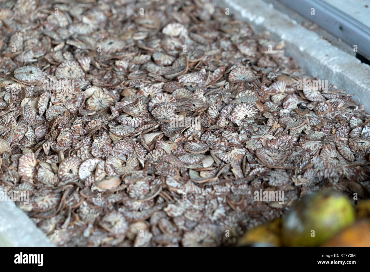Betel cutted seed qat preparation Stock Photo