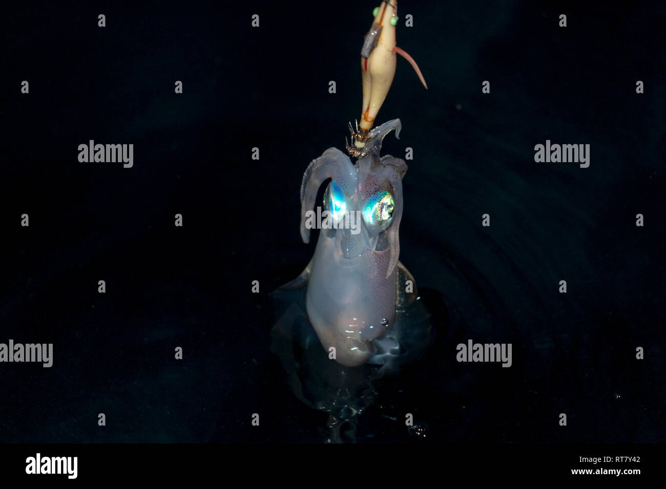 fishing Colorful Squid cuttlefish at night in maldives Stock Photo