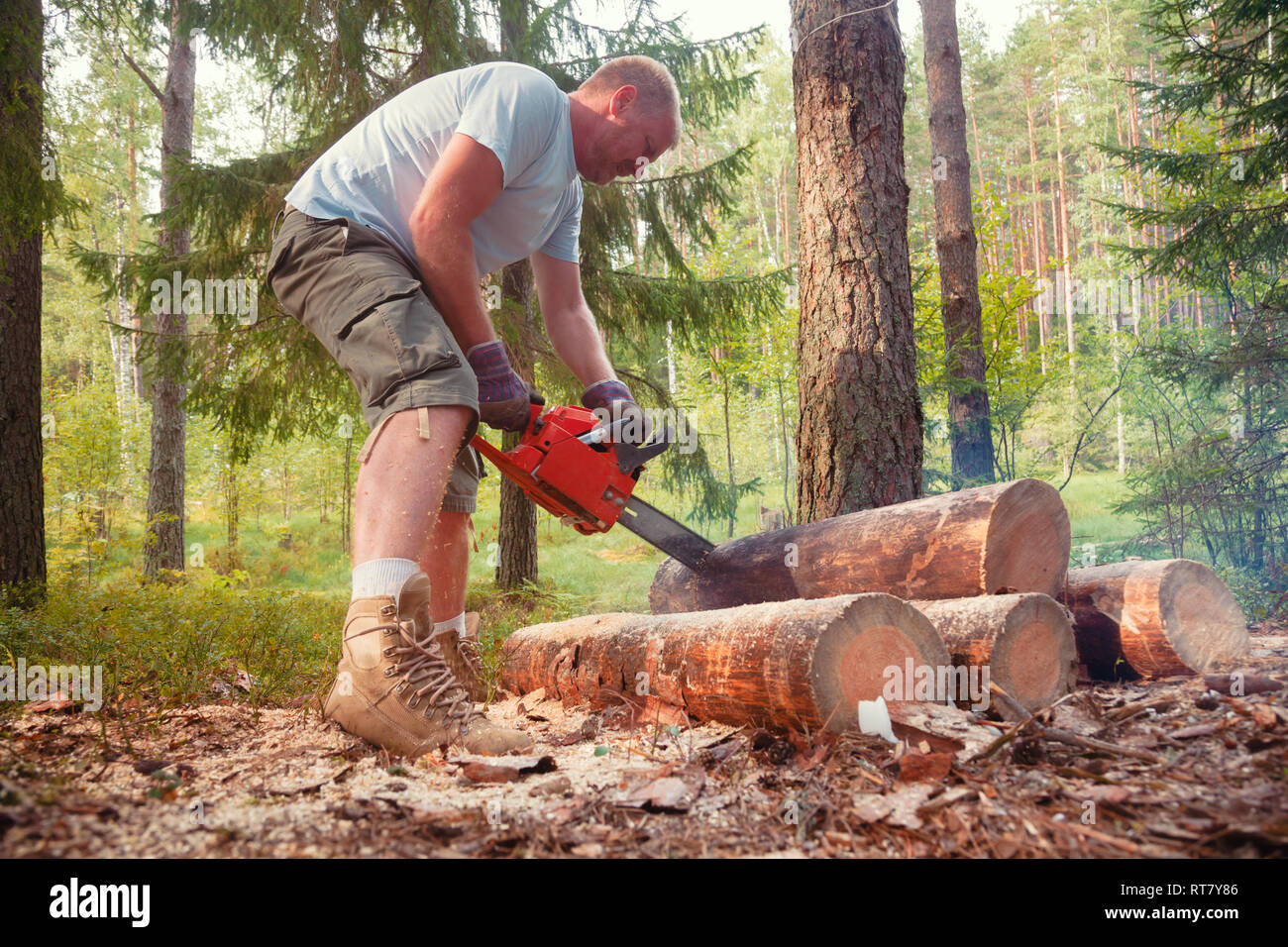 Person Uses Portable Petrol Chainsaw To Cut Firewood Logs In A Summer Forest Camping Stock Photo Alamy