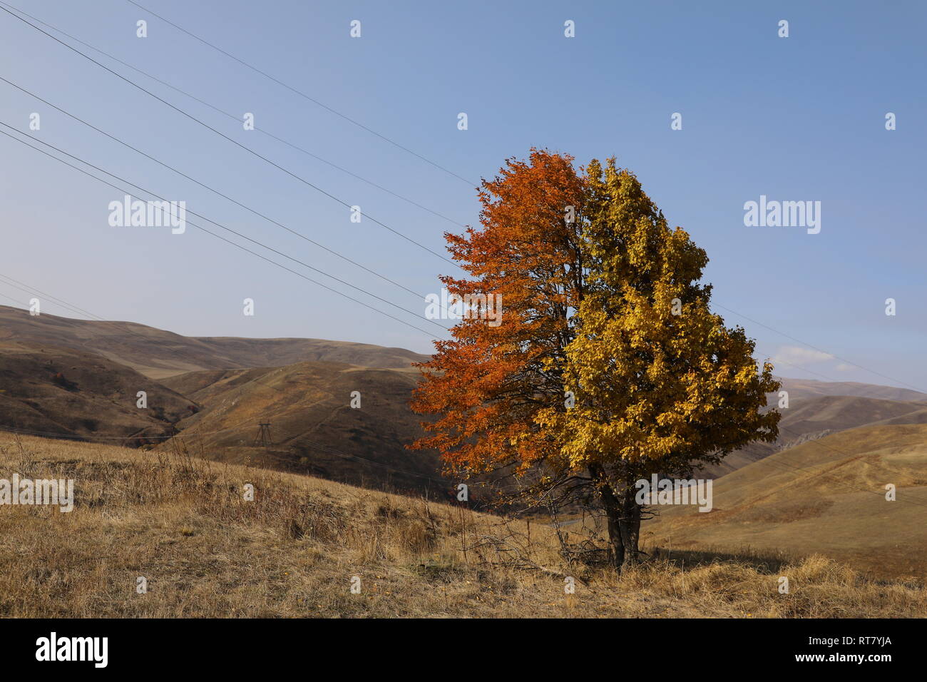 A single tree Stock Photo - Alamy