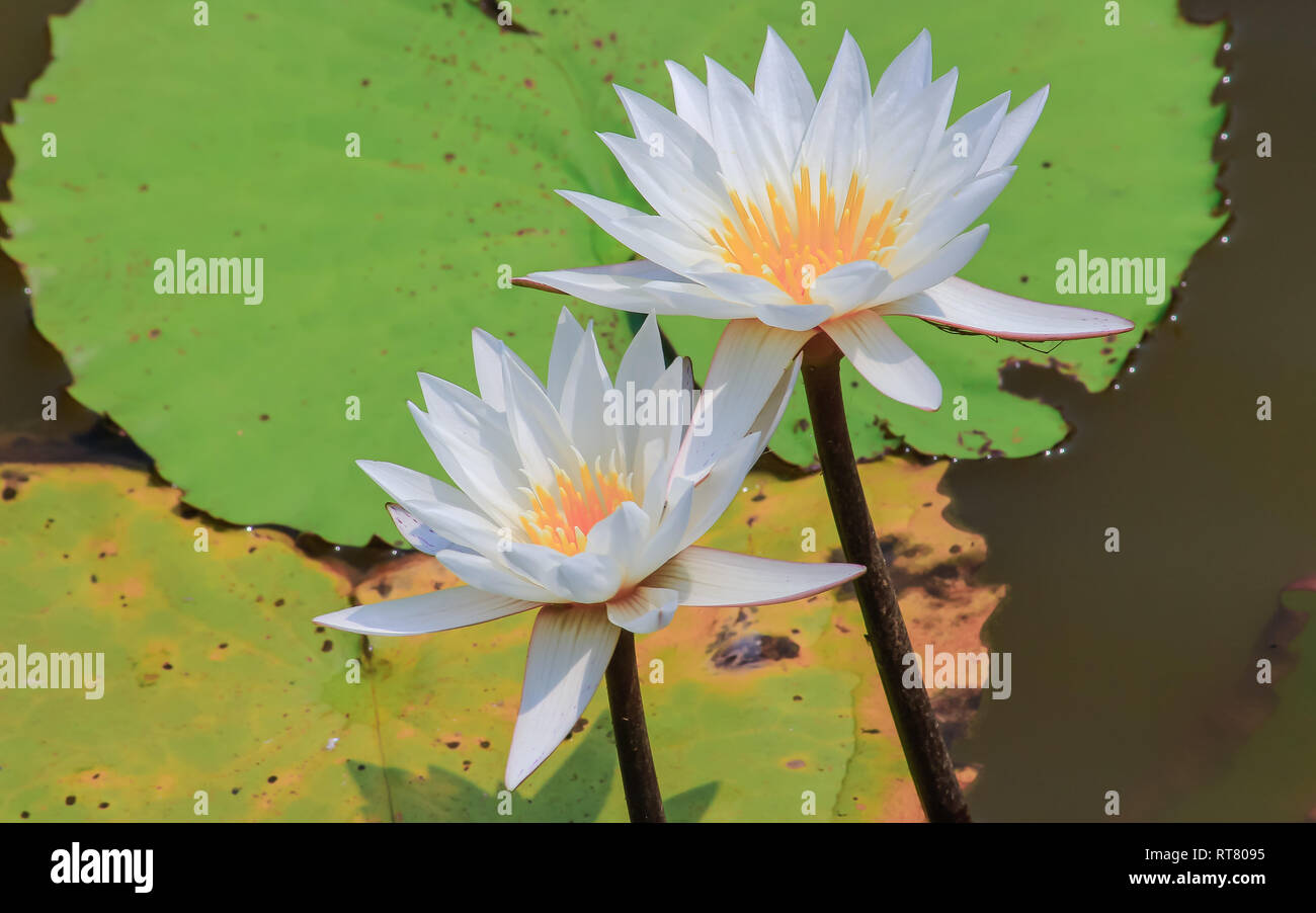 Aquatic plants in kerala hires stock photography and images Alamy