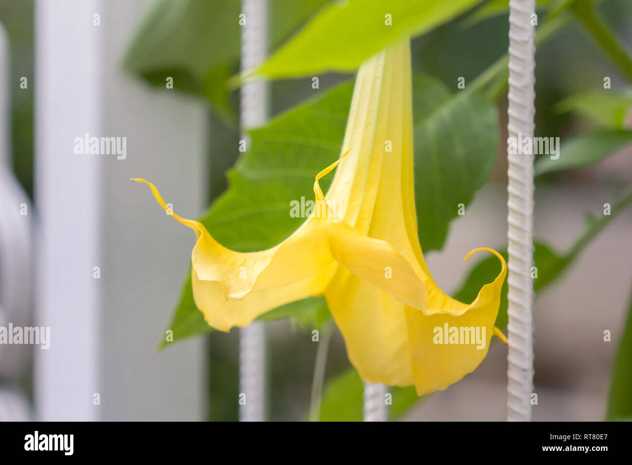 Close-up of yellow flower of angel's trumpet. Stock Photo