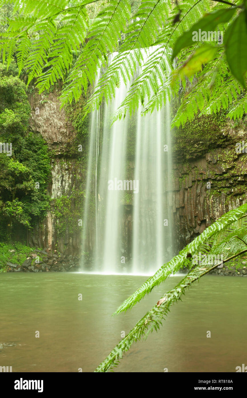 Millaa Millaa Falls, Atherton Tablelands, Far North Queensland, Queensland, Australia Stock Photo