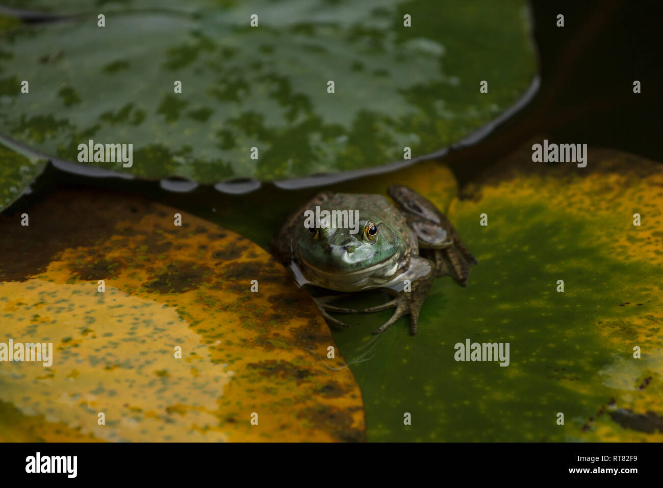 Cute little frog resting on lily leaves in a pond Stock Photo