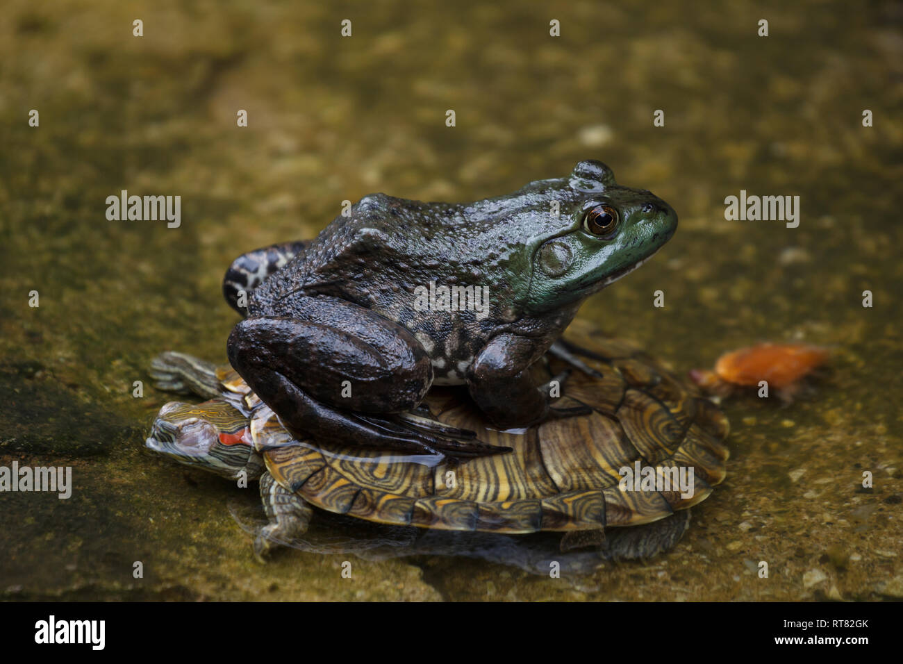 Frog riding a turtle in a pond Stock Photo - Alamy