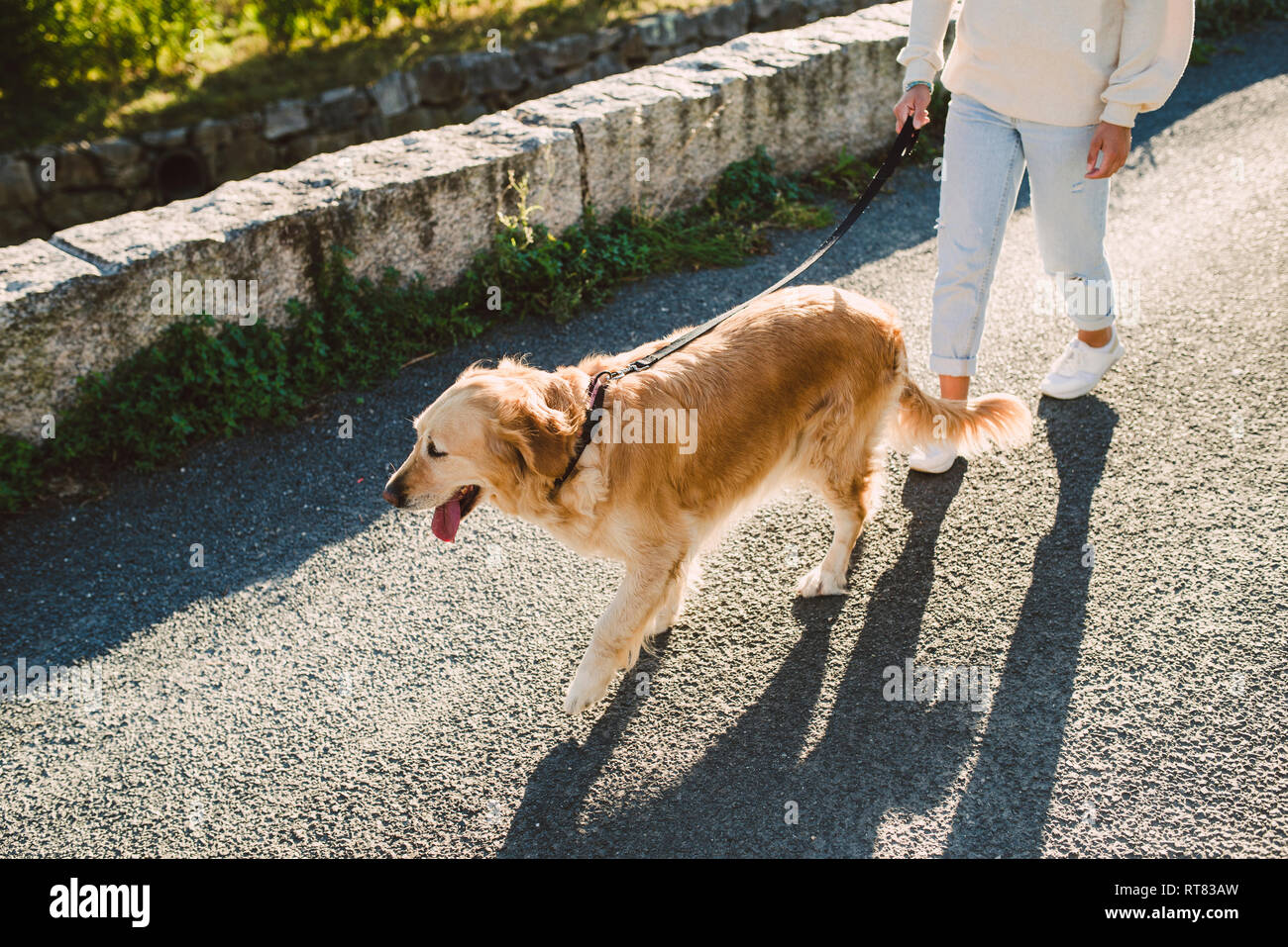 Woman walking with her golden retriever dog on a road Stock Photo - Alamy