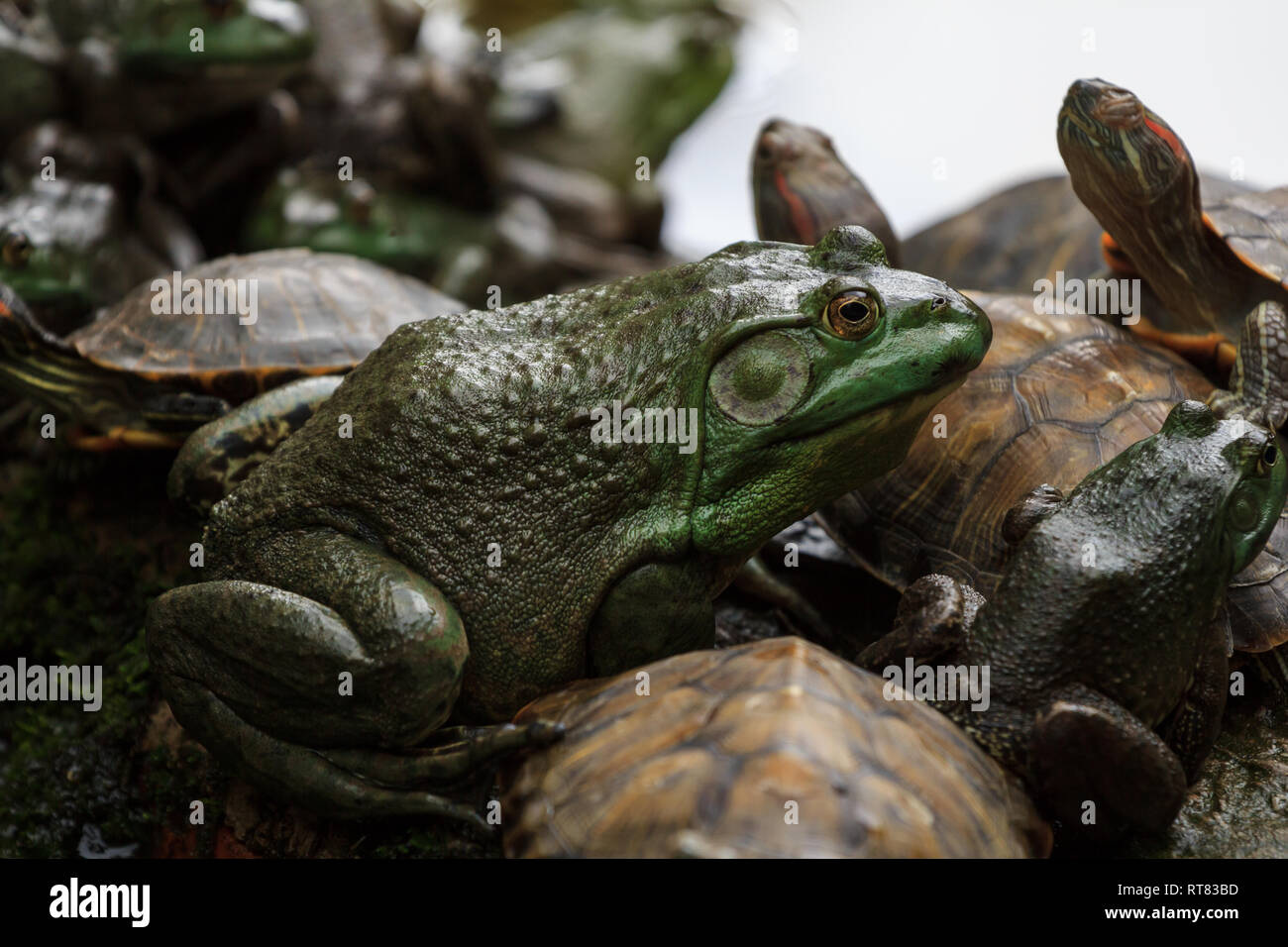 Big frog sitting with turtles on a shore Stock Photo