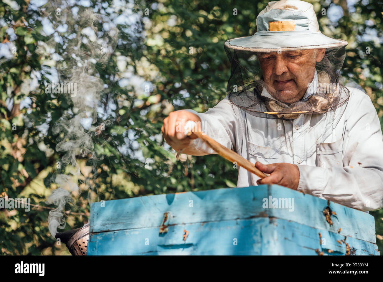 Russland, Beekeeper checking frame with honeybees Stock Photo