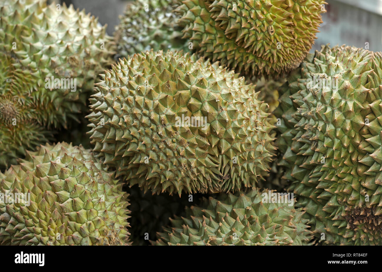 Durian fruit Stink fruit Stock Photo