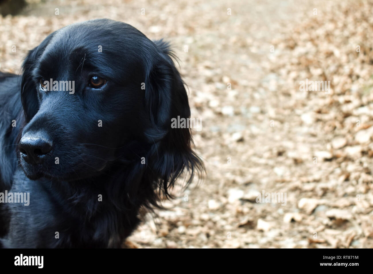 Black golden retriever hi-res stock photography and images - Alamy