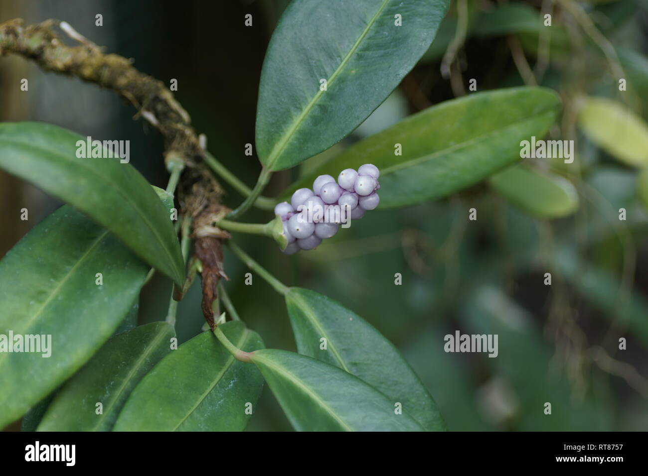 Fruit and leaves of the aroid Anthurium obtusum ssp. obtusum Stock Photo -  Alamy