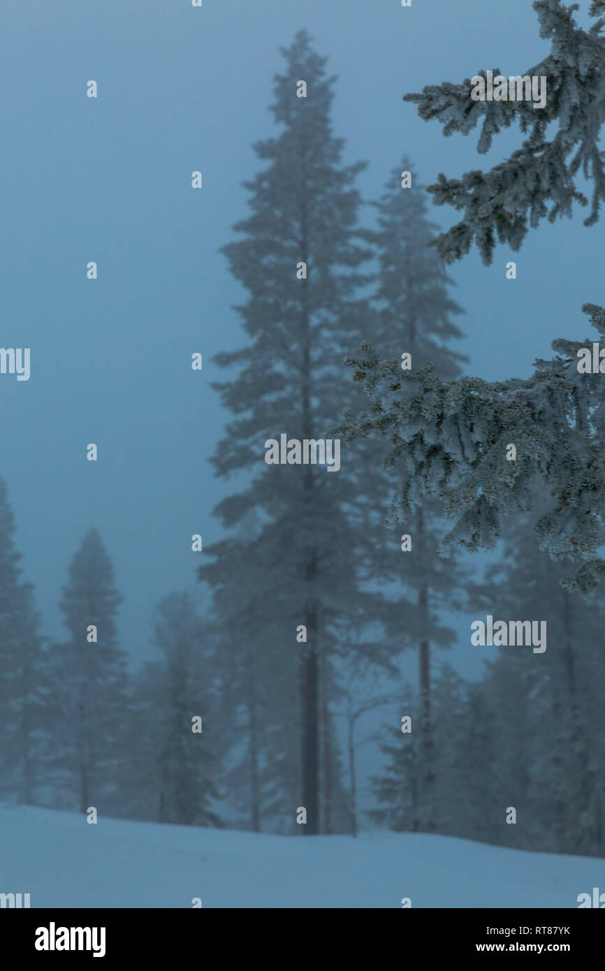 Winter trees in mist Stock Photo - Alamy