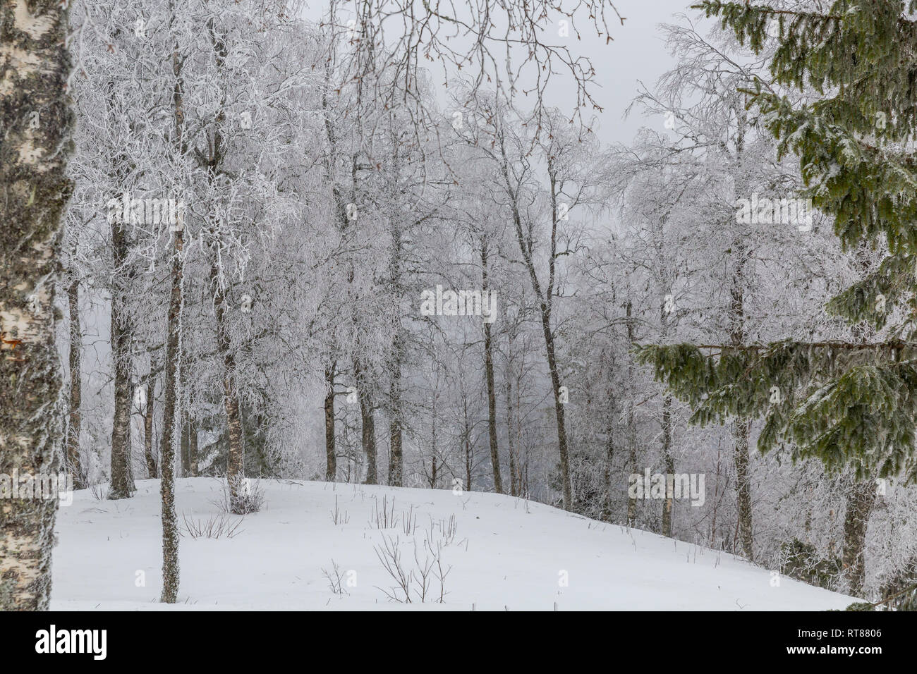 Winter trees in mist Stock Photo - Alamy