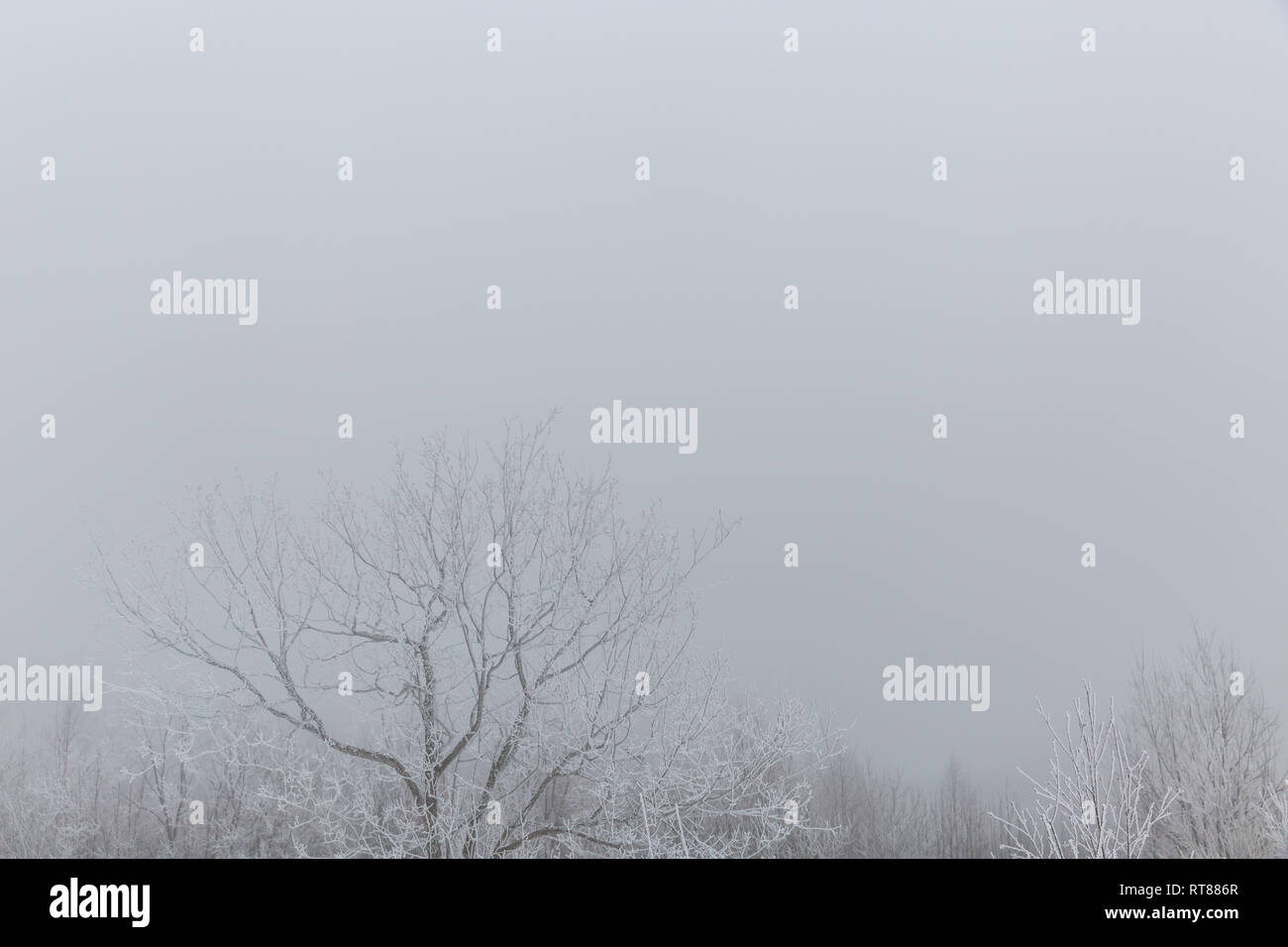 Winter trees in mist Stock Photo - Alamy