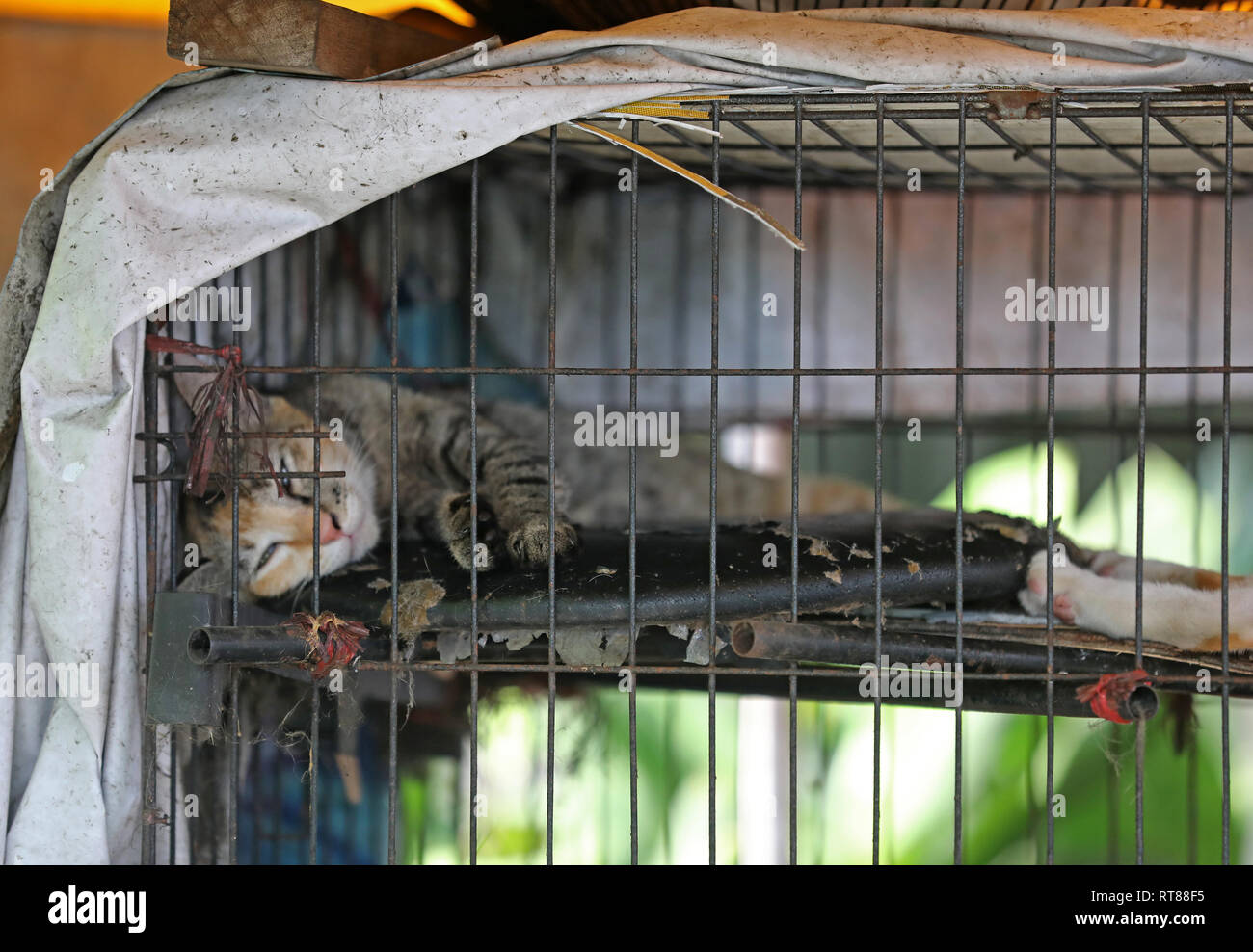 Cat locked in a cage Stock Photo Alamy