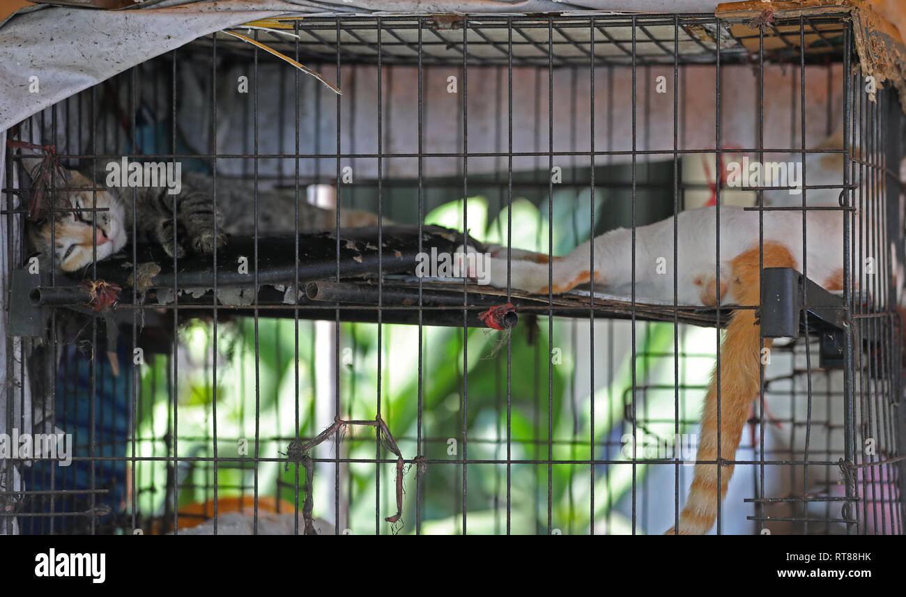 Cat locked in a cage Stock Photo Alamy